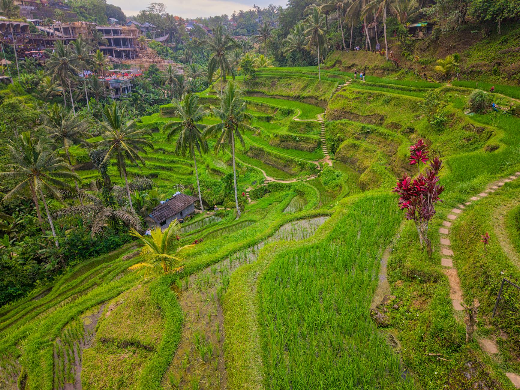 Tegalalang rice terrace Bali - alternative to Maldives for family travel