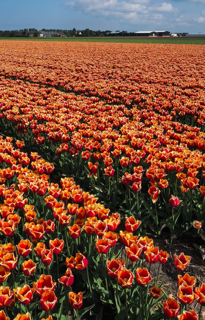 Tulip Fields, Netherlands