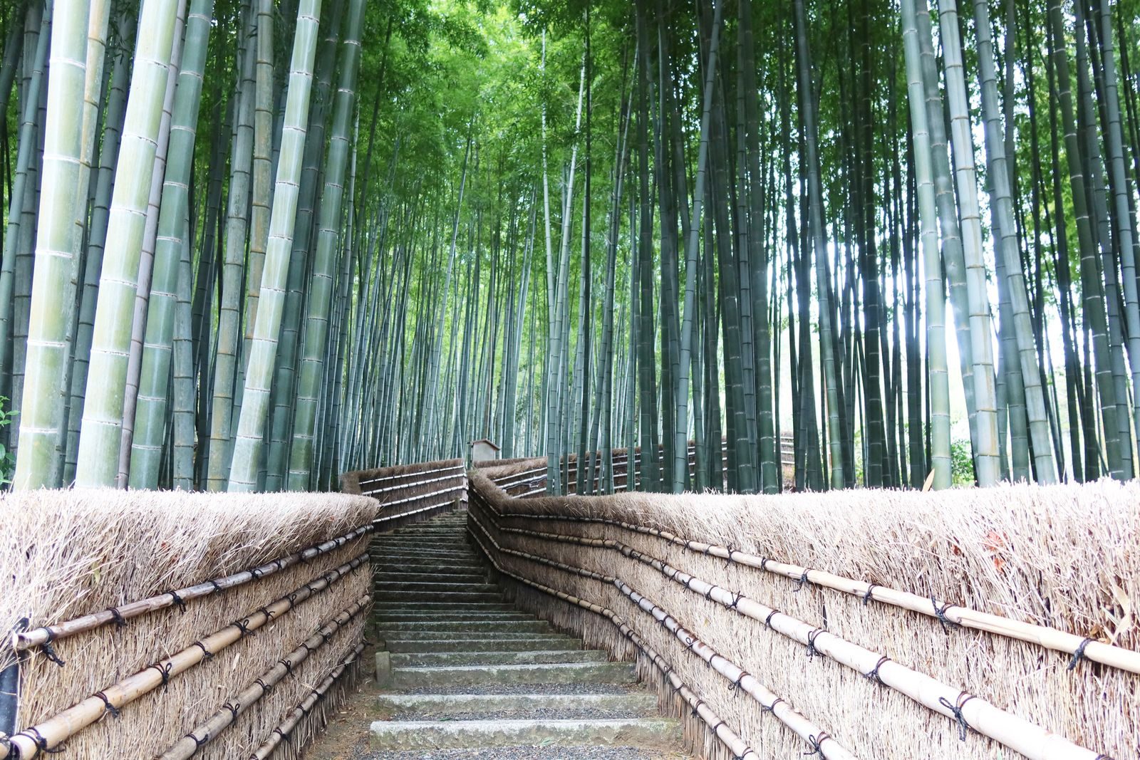A path through the Arashiyama bamboo grove